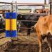 Generic Scratch Brush for Farm Animals - Itching Relief & Massage Tool for Cows Horses Sheep & Pigs - Durable Cleaning Brush - Buy Online on GoSupps.com
