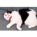 Gyapet Breakaway Cat Collar with Bell - Red Bow Tie for Kitten & Small Puppy - Buy Online on GoSupps.com