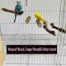 5PCS Bird Perch Stand Natural Wooden Parrot Branches - Ideal for Cockatiels & Small Birds - Buy Online on GoSupps.com