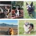 Tsathoggua Dog Goggles Dog Sunglasses with Elastic Strap UV Pet Goggles Protect Dog's Eyes for UV Wind Dust and Fog Medium/Large Breed - Buy Online on GoSupps.com
