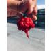 Carolina Reaper Chili Powder 15 gr - Buy Online on GoSupps.com