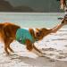 Hurtta Aquamarine Cooling Vest for Dogs 65-75cm - Buy Online on GoSupps.com