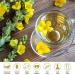 Mullein Leaf Tea Bags - Lung Cleanse & Respiratory Support | 40 Bags - Buy Online on GoSupps.com