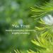 NV Superfoods Tea Tree Essential Oil Roll-On 10ml - 100% Natural Therapeutic Grade for Skin, Nail, Hair Growth & Home - Buy Online on GoSupps.com