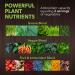 PlantFusion Fruitful Super Greens Powder - Organic Fermented Juice Blend with Probiotics Prebiotic Fiber & Digestive Enzymes Non-GMO Vegan Gluten-Free - 30 Servings - Buy Online on GoSupps.com