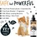 BUGALUGS Nose & Paw Dog Antiseptic spray 200ml Antibacterial Antifungal for Dogs Cats & Pets -for Dry Paws Cracked Skin use alongside our dog paw balm & dog nose balm (Antiseptic Spray 200ml) - Buy Online on GoSupps.com