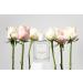 Michael Malul Joie de Vie Blush Eau de Parfum for Women - 100ml | 3.4oz - Buy Online on GoSupps.com