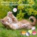 12 PCS Cat Toy Balls Plastic Ball Cat Toys Cat Bell Ball Lattice Balls with Bell Jingle Kitten Toy Cat Kitten Play Balls for Indoor Kitten Pet Chase Pounce Rattle Play Toys Random Color (12pcs) - Buy Online on GoSupps.com