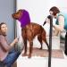 CoBee Soothing Earmuffs for Dogs | Noise Protection Ear Flap Head Wrap - XL Violet | Comfort & Care for Bathing - Buy Online on GoSupps.com