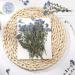 50 Pcs Natural Forget Me Not Pressed Dried Flowers - Blue Real Dried Flowers for Resin Jewelry, Card Making, Nail Art - DIY Home Decoration - Buy Online on GoSupps.com