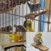Tfwadmx Parrot Perch 2 Pack - Natural Wood Bird Stand for Cage | Playground Accessories for Parakeet, Cockatiel, Lovebird, Finches, Conure, Budgie - Buy Online on GoSupps.com