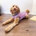 3XL Pink Wound Protection Coat for Dogs & Cats | Postoperative Vest | Replacement for E-Collar | Abdominal Medical Op Clothing - Buy Online on GoSupps.com