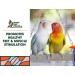 Sweet Feet and Beak Small Blue Bird Toy - Handmade Perch and Swing for Parrots - Safe and Non-Toxic Pet Supplies - Buy Online on GoSupps.com