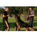 DINGO GEAR Dog Bite Pillow for K9 Training Obedience IGP Special Forces Dogs Bite Sessions Handmade Wedge with 3 Handles Red Nylcot Medium Soft (S00526) red MEDIUM SOFT - Buy Online on GoSupps.com