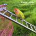 Gekmor 2 Pack Parrot Ladders - 9 Steps Stainless Steel Rustproof Non-Slip Perfect Bird Cage Accessories for Nymphensittich Cacadu & Love Birds - Buy Online on GoSupps.com