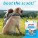Glandex Anal Gland Soft Chew Treats with Pumpkin for Dogs - Probiotics, Digestive Enzymes, Fiber Supplement Vet Recommended Peanut Butter Chews - 60ct - Buy Online on GoSupps.com