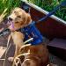 OneTigris Double Dog Leash with Reflective Stripes | M (182cm) Blue - Durable Adjustable & Perfect for Large Dogs | Shop Internationally! - Buy Online on GoSupps.com