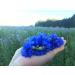 Pure Blue Cornflower Petals - Dried Grown in Germany - Natural Grown Herbal Flowers for for Homemade Lattes Tea Blends Bath Salts Gifts Crafts (Centaurea cyanus) - Buy Online on GoSupps.com