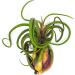3 Giant Tillandsia Caput Medusae Air Plants - 6-8 inch - Live Indoor House Plants for Terrariums - Buy Online on GoSupps.com
