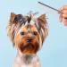 PROUSKY Pet Combs Metal Stainless Steel Pet Grooming Comb Rust Resistant Comb Row Teeth Pet Comb Large Medium Small Dogs Cats Fur Detangling Tool Pets 1 Pack Silver - Buy Online on GoSupps.com