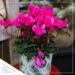 Live Flowering Indoor Cyclamen Duo in Deco Cover - Assorted Colors | 10 Tall by 6 Wide | Long Lasting Flowers | 2 Plants Per Pack - Buy Online on GoSupps.com