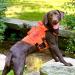 Oneigris No-Pull Dog Harness - Adjustable Aire Mesh Comfort Vest for Large/Medium Dogs | Ultra Breathable & Safe with 2 Handles - Size M (Neck: 40-58cm Breast: 60-81cm) - Orange - Buy Online on GoSupps.com