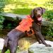 Oneigris No-Pull Dog Harness - Aire Mesh Adjustable Safety Vest for Large/Medium Dogs | Ultra-Breathable with 2 Handles | Orange XS (Neck: 28-43cm Breast: 38-56cm) - Buy Online on GoSupps.com