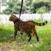 VKPETFR Cat Harness and Leash Set Escape Proof for Walking Adjustable Cute Kitten Harness Leash with Airtag Holder for Small Large Cats Lightweight Soft Walking Travel Harness (Black) - Buy Online on GoSupps.com