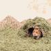 Niteangel Natural Soft Hamster Bedding Mix 5L - Ideal for Syrian Dwarf Hamsters, Gerbils, Mice, Degus, Bunnies & Small Pets - Timothy & Coco Blend - Buy Online on GoSupps.com