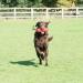 Company of Animals Canvas Training Dummy - Medium Size | Retrieval & Gundog Training Equipment | Floats & Highly Visible | Long Distance Throwing | Suitable for Puppies | Old Model - Buy Online on GoSupps.com