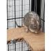 Good Degu Rice puffs- Degu treats 3-pack - Buy Online on GoSupps.com