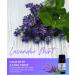 Essence Lavander Mint Essential Oil 100% Pure & Therapeutic Grade Perfect for Aromatherapy Diffusers & Recharging Essence Nasal Diffuser Rings Natural Stress & Mood Support (5mL) Lavender Mint 0.17 Fl Oz (Pack of 1) - Buy Online on GoSupps.com