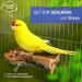 Vogelgaleria Double Pack Cork Care Board 10x10cm - Perfect Accessories Set for Budgies & Nymphensittich | Natural Cork Bird Cage Seating Board - Buy Online on GoSupps.com