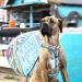 Max & Molly H-Harness - Aloha | Premium Pet Harness for Stylish Dogs | International Shipping Available - Buy Online on GoSupps.com