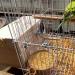 Wooden Parrot Breeding Box for Birds - Budgie, Cockatiel, Parakeet, Lovebirds, Conure, Cockatoo - Nesting Box for Cage - 7.8x4.7x4.7 inch - Buy Online on GoSupps.com