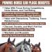 Buy Horse Smooth Ear Plugs - 2 Packs (4 Pairs) - Reduce Noise for Training & Riding - Fits 14 HH & Over - Fun Magnet Included - Buy Online on GoSupps.com