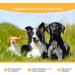 Animal Vita Spot On Tick Protection for Dogs | Reliable Tick Control for Small Dogs (2-10kg) - Buy Online on GoSupps.com