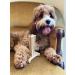 Bamboodles T-Bone Chew Toy for Dogs - Small 4" Peanut Butter Flavour for All Breed Sizes - Buy Online on GoSupps.com