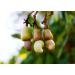 Organic Dry Roasted Whole Cashews with Himalayan Salt 2 lbs - Vegan, Non-GMO, Kosher, High Protein Snack - Buy Online on GoSupps.com