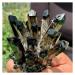 Natural Crystal Rough Crystals 1pc Black Phantom Quartz Crystal Cluster (Size : 300-350g)