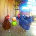 7-Pack Chicken Toys Set: Xylophone, Bridge Swing, Mirror, Pecking Toys & Vegetable Feeder for Coop - Buy Online on GoSupps.com