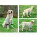 Dog Recovery Front Legs Sleeve Dog Front Leg Braces Dog Elbow Brace Protector Pads Dog Elbow Protector Joint Warming Breathable Adjustable Dog Front Leg Sleeve for Dogs Puppy (L) - Buy Online on GoSupps.com