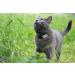 Tabcat V2 Pet Cat/Kitten Tracker - Longer Range, Smaller Tags - Buy Online on GoSupps.com