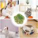 Cat Snacks Treats - Oral Cleaning Cat Snacks | Dry Cat Treats Healthy Cat Treats Kitten Treats Cat Food Treats Natural Training Biscuits Treats - Buy Online on GoSupps.com