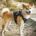 OneTigris Fire Watcher 2.0 Molle Dog Harness - Heavy Duty Black with Handle & Metal Buckle for All Breeds - Buy Online on GoSupps.com
