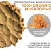 Real Mushrooms Cordyceps Peak Performance Supplement - Energy, Stamina & Endurance | Non-GMO, Vegan, Organic | 60 Servings - Buy Online on GoSupps.com