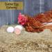 Windy Ridge Co. Chicken Nesting Pads - 10 Pack - USA Made Aspen Excelsior Bedding Liners | 13 x 13 - Buy Online on GoSupps.com