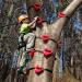 Tuahoo Ninja Tree Climbing Kit - Climbing Holds for Kids & Adults | Outdoor Ninja Warrior Obstacle Course with 6 Ratchet Straps - Buy Online on GoSupps.com