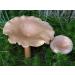 The Greek Fenugy Milk Cap Mushroom (Lacarius Helvus) Michelio Spawn Semi Dried (10g)