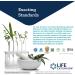 Life Extension Palmetto Guard Saw Palmetto Nettle Root & Beta-Sitosterol Supplement - 60 Softgels | Supports Healthy Prostate & Hormone Metabolism | Non-GMO & Gluten-Free - Buy Online on GoSupps.com